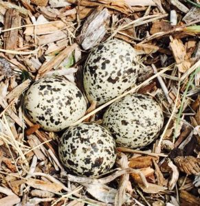 Killdeer nest with eggs, close-up